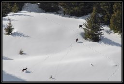 faune de nos montagnes 3